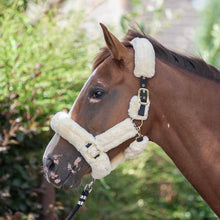 Load image into Gallery viewer, EcoRider Supreme Teddy Headcollar