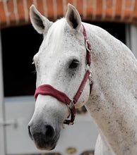 Load image into Gallery viewer, Premier Equine Fleece Padded Horse Headcollar