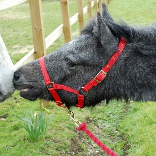 Nylon Foal Headcollar